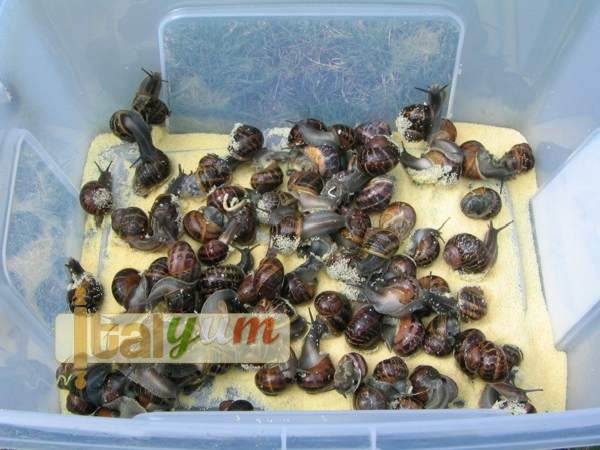 Garden snails Brescia (Lumache alla bresciana) | Special Recipes